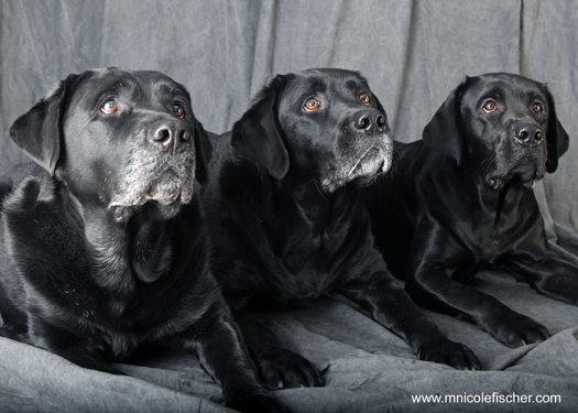 The Boys - Brodie, Tucker & Logan
